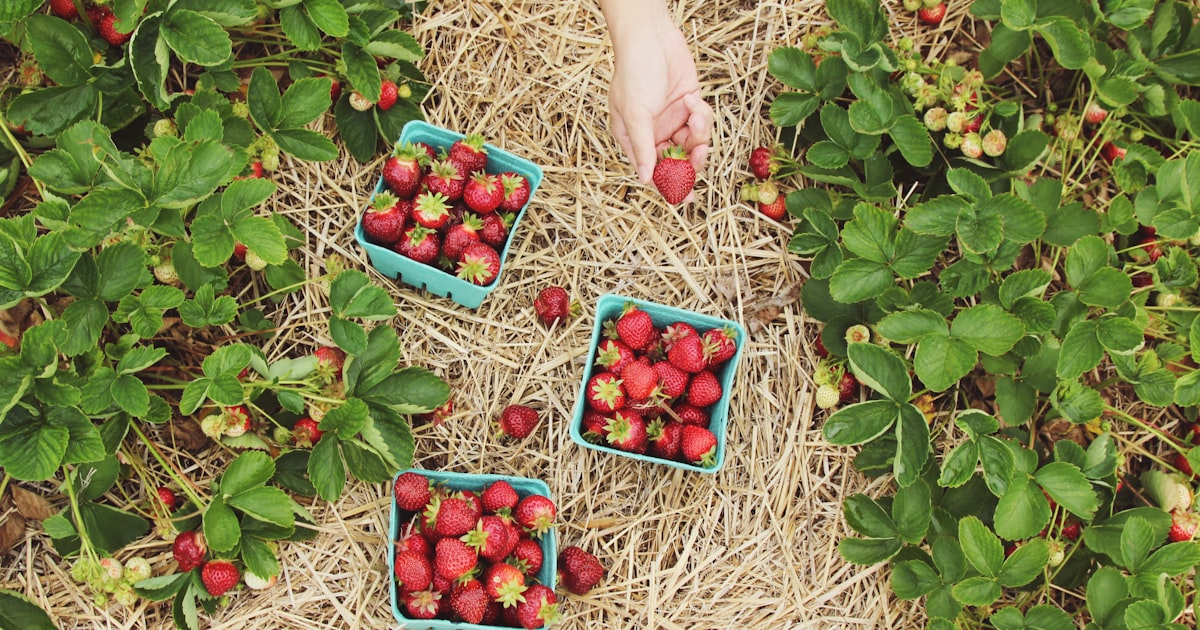 Innovative Growing Technologies